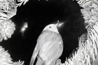 Robins perched on Christmas wreaths across Britain are being hailed as festive symbols of luck and remembrance after heart-warming sightings caught on doorbell cameras.
