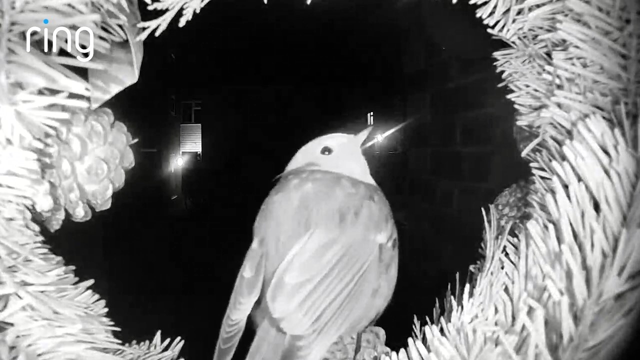 Robins perched on Christmas wreaths across Britain are being hailed as festive symbols of luck and remembrance after heart-warming sightings caught on doorbell cameras.