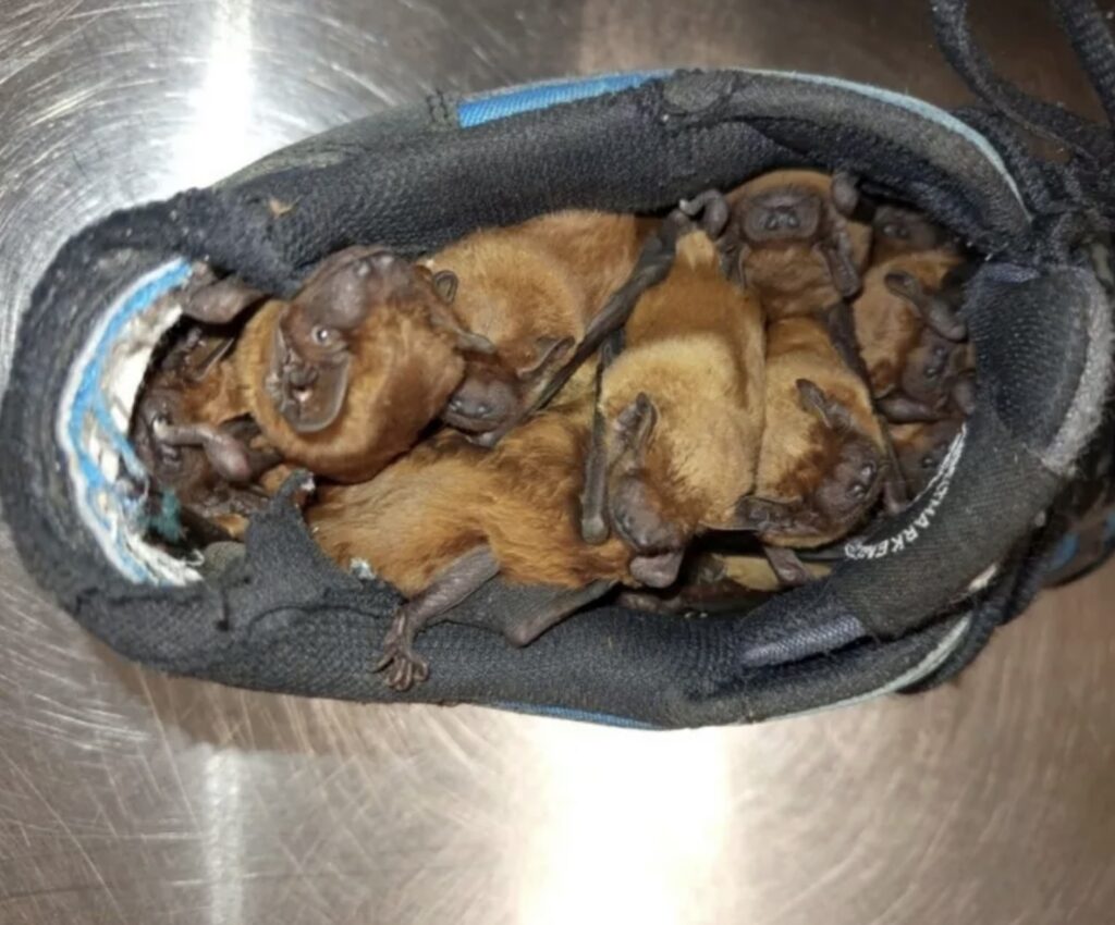 Man discovers around 20 bats hibernating in his smelly work boot in Warsaw sacrificing the shoe so experts could relocate the tiny colony to a safe winter home.