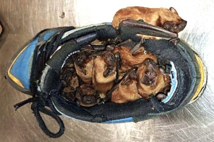 Man discovers around 20 bats hibernating in his smelly work boot in Warsaw sacrificing the shoe so experts could relocate the tiny colony to a safe winter home.
