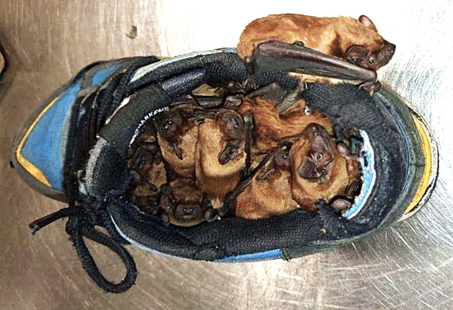 Man discovers around 20 bats hibernating in his smelly work boot in Warsaw sacrificing the shoe so experts could relocate the tiny colony to a safe winter home.