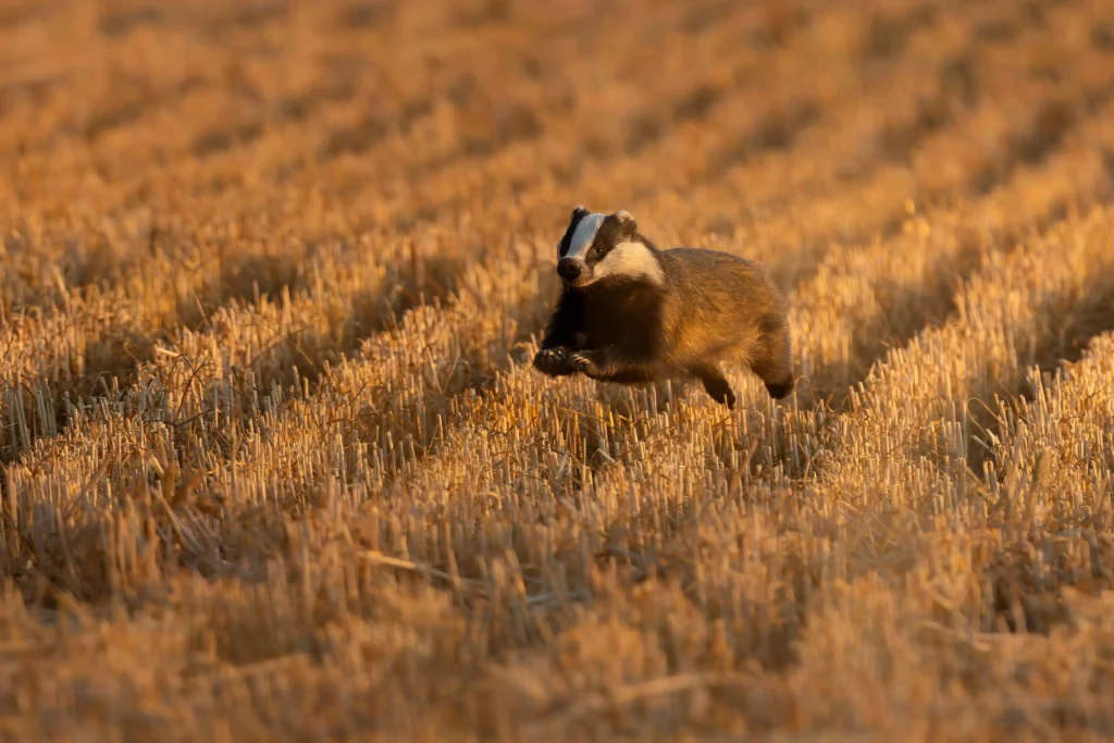 17 year old photographer crowned RSPCA Young Photographer of the Year after stunning golden stag image in Richmond Park wows judges at Tower of London awards.