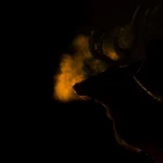 17 year old photographer crowned RSPCA Young Photographer of the Year after stunning golden stag image in Richmond Park wows judges at Tower of London awards.