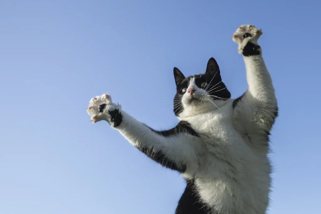 17 year old photographer crowned RSPCA Young Photographer of the Year after stunning golden stag image in Richmond Park wows judges at Tower of London awards.