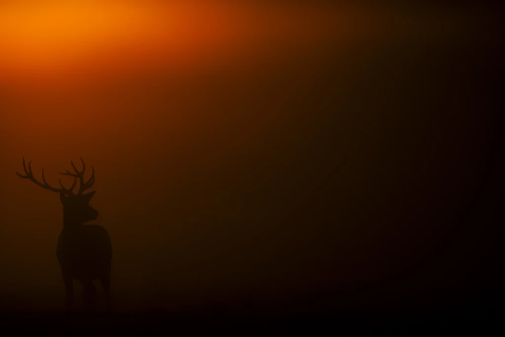 17 year old photographer crowned RSPCA Young Photographer of the Year after stunning golden stag image in Richmond Park wows judges at Tower of London awards.