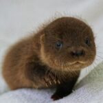 Tiny orphaned otter triplets Snap Crackle and Pop rescued from a fallen tree in Warwickshire including the smallest cub experts have ever seen now thriving under round the clock care.
