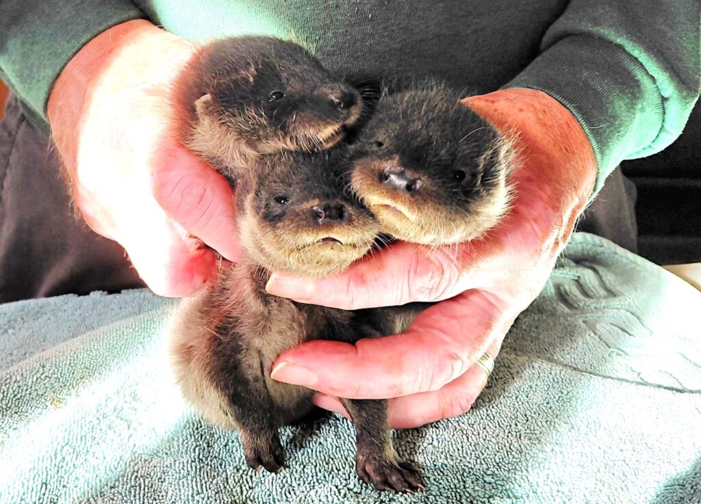 Tiny orphaned otter triplets Snap Crackle and Pop rescued from a fallen tree in Warwickshire including the smallest cub experts have ever seen now thriving under round the clock care.