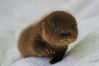Tiny orphaned otter triplets Snap Crackle and Pop rescued from a fallen tree in Warwickshire including the smallest cub experts have ever seen now thriving under round the clock care.