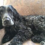 Vicar’s rescue dog becomes a Christmas star after joining the church choir and howling carols stunning worshippers and spreading festive cheer during rehearsals.