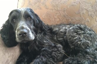 Vicar’s rescue dog becomes a Christmas star after joining the church choir and howling carols stunning worshippers and spreading festive cheer during rehearsals.