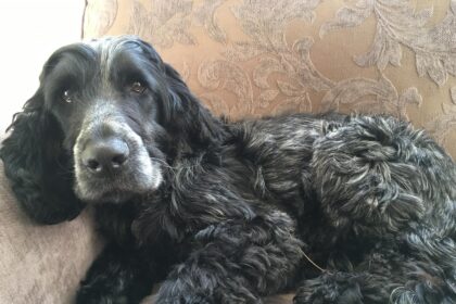 Vicar’s rescue dog becomes a Christmas star after joining the church choir and howling carols stunning worshippers and spreading festive cheer during rehearsals.