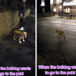 Dog gives away owners secret pub trips as stubborn bulldog refuses to walk past local boozer forcing wife to discover husbands cheeky pint routine in Yorkshire.