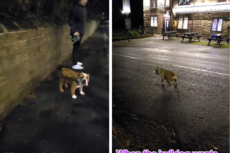 Dog gives away owners secret pub trips as stubborn bulldog refuses to walk past local boozer forcing wife to discover husbands cheeky pint routine in Yorkshire.