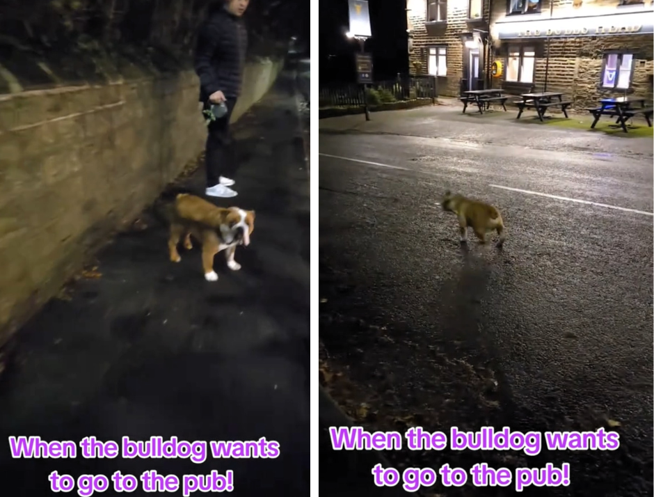 Dog gives away owners secret pub trips as stubborn bulldog refuses to walk past local boozer forcing wife to discover husbands cheeky pint routine in Yorkshire.