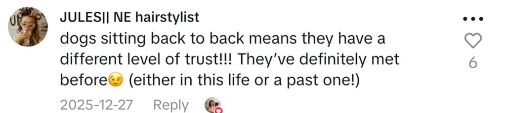 Two dogs with identical rare mismatched eyes met at daycare and instantly bonded, forming an inseparable friendship that has melted hearts on TikTok