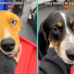 Two dogs with identical rare mismatched eyes met at daycare and instantly bonded, forming an inseparable friendship that has melted hearts on TikTok