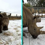 White rhino calves Markus and Mo experienced snow for the first time at Cotswold Wildlife Park, Oxfordshire, bouncing and playing in the frosty weather joyfully.