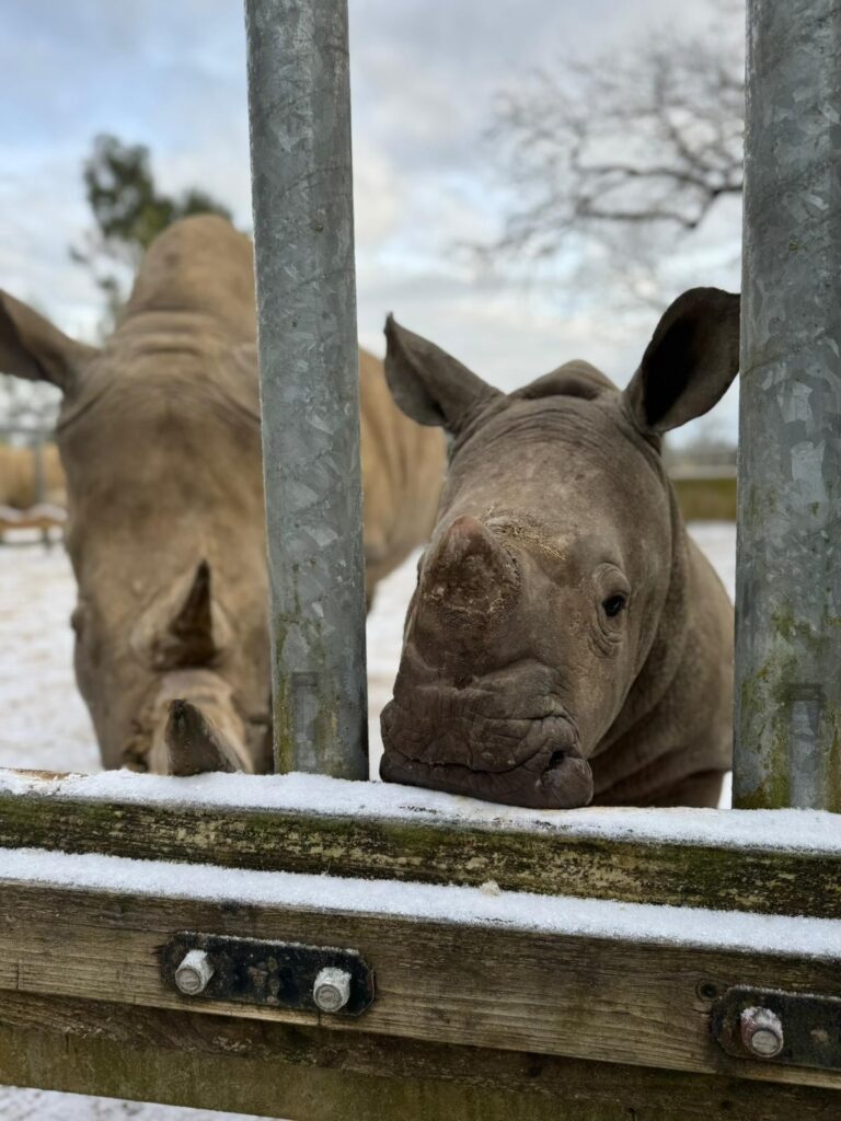 White rhino calves Markus and Mo experienced snow for the first time at Cotswold Wildlife Park, Oxfordshire, bouncing and playing in the frosty weather joyfully.