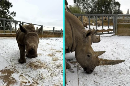 White rhino calves Markus and Mo experienced snow for the first time at Cotswold Wildlife Park, Oxfordshire, bouncing and playing in the frosty weather joyfully.