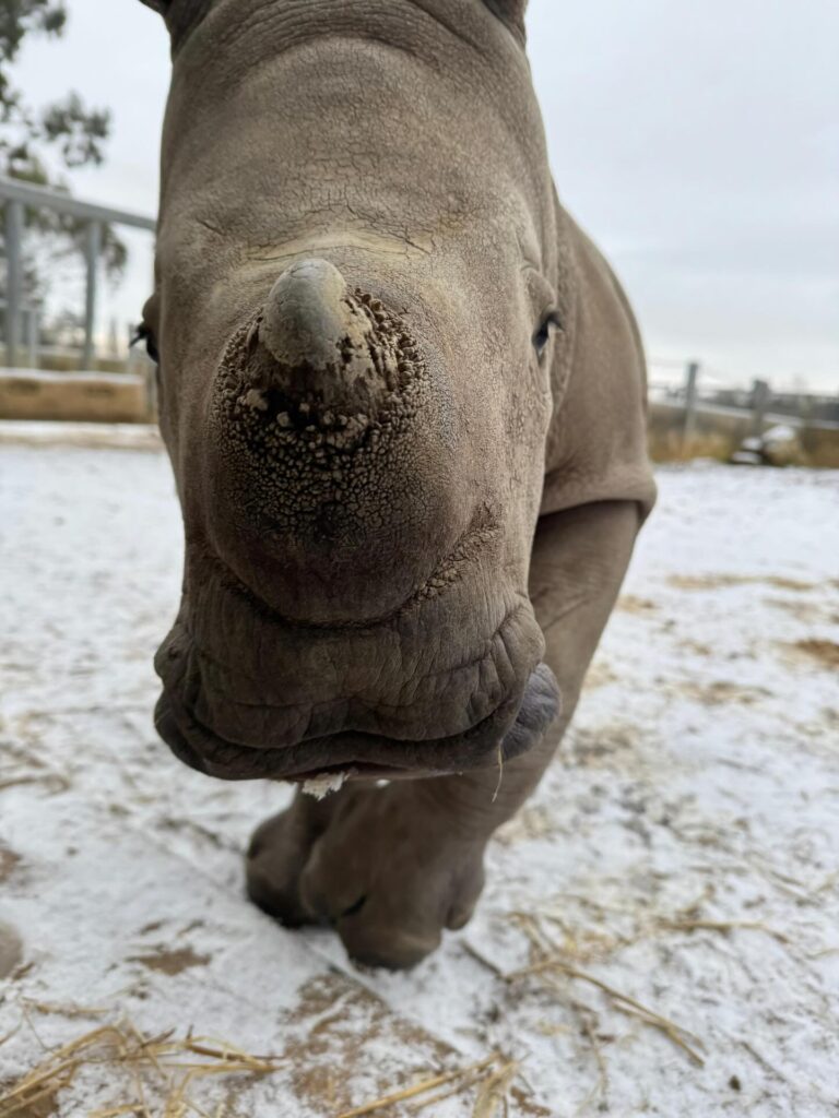 White rhino calves Markus and Mo experienced snow for the first time at Cotswold Wildlife Park, Oxfordshire, bouncing and playing in the frosty weather joyfully.