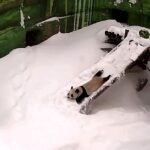 Two-year-old panda Katyusha steals hearts playing in Moscow Zoo snow after Storm Francis. Russia's first-born slides head-first down snowy slope in heart-warming footage.