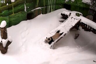 Two-year-old panda Katyusha steals hearts playing in Moscow Zoo snow after Storm Francis. Russia's first-born slides head-first down snowy slope in heart-warming footage.