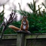 Rare red squirrel filmed doing aggressive war dance on garden fence in Blairgowrie, Scotland, stomping and swishing its tail after spotting a rival in Karen Miller's garden.