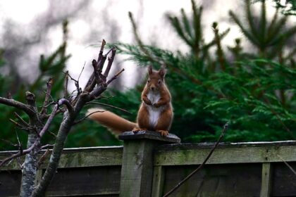 Rare red squirrel filmed doing aggressive war dance on garden fence in Blairgowrie, Scotland, stomping and swishing its tail after spotting a rival in Karen Miller's garden.