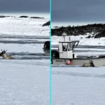 Caribou trapped in sea ice rescued by heroic fishermen in Port au Choix, Newfoundland - frightened animal submerged to its head in freezing water before boat cleared path.