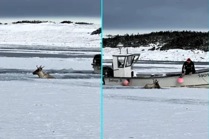 Caribou trapped in sea ice rescued by heroic fishermen in Port au Choix, Newfoundland - frightened animal submerged to its head in freezing water before boat cleared path.