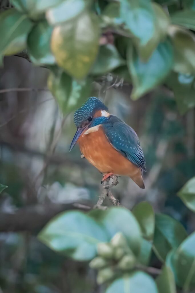 Rare sight of a vivid blue kingfisher at a bustling Cornish boating lake stuns onlookers, as a photographer captures the shy bird just metres away from crowds