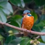 Rare sight of a vivid blue kingfisher at a bustling Cornish boating lake stuns onlookers, as a photographer captures the shy bird just metres away from crowds