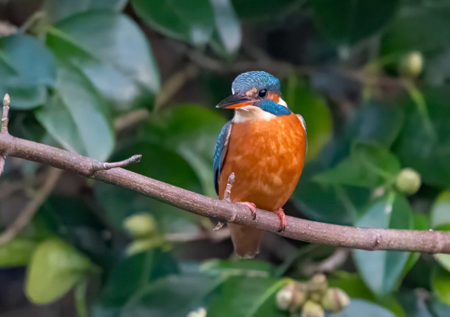 Rare sight of a vivid blue kingfisher at a bustling Cornish boating lake stuns onlookers, as a photographer captures the shy bird just metres away from crowds