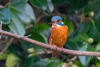 Rare sight of a vivid blue kingfisher at a bustling Cornish boating lake stuns onlookers, as a photographer captures the shy bird just metres away from crowds