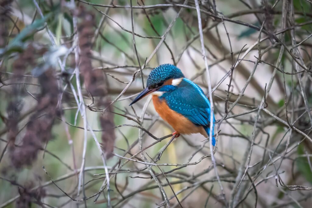 Rare sight of a vivid blue kingfisher at a bustling Cornish boating lake stuns onlookers, as a photographer captures the shy bird just metres away from crowds
