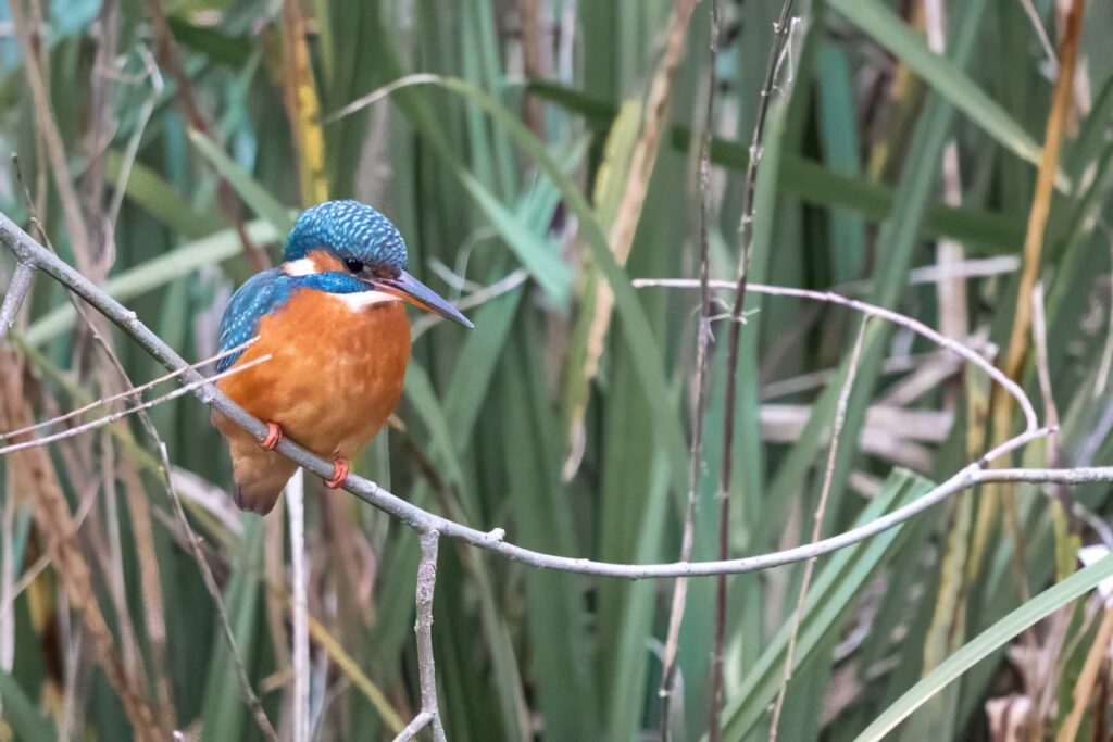 Rare sight of a vivid blue kingfisher at a bustling Cornish boating lake stuns onlookers, as a photographer captures the shy bird just metres away from crowds