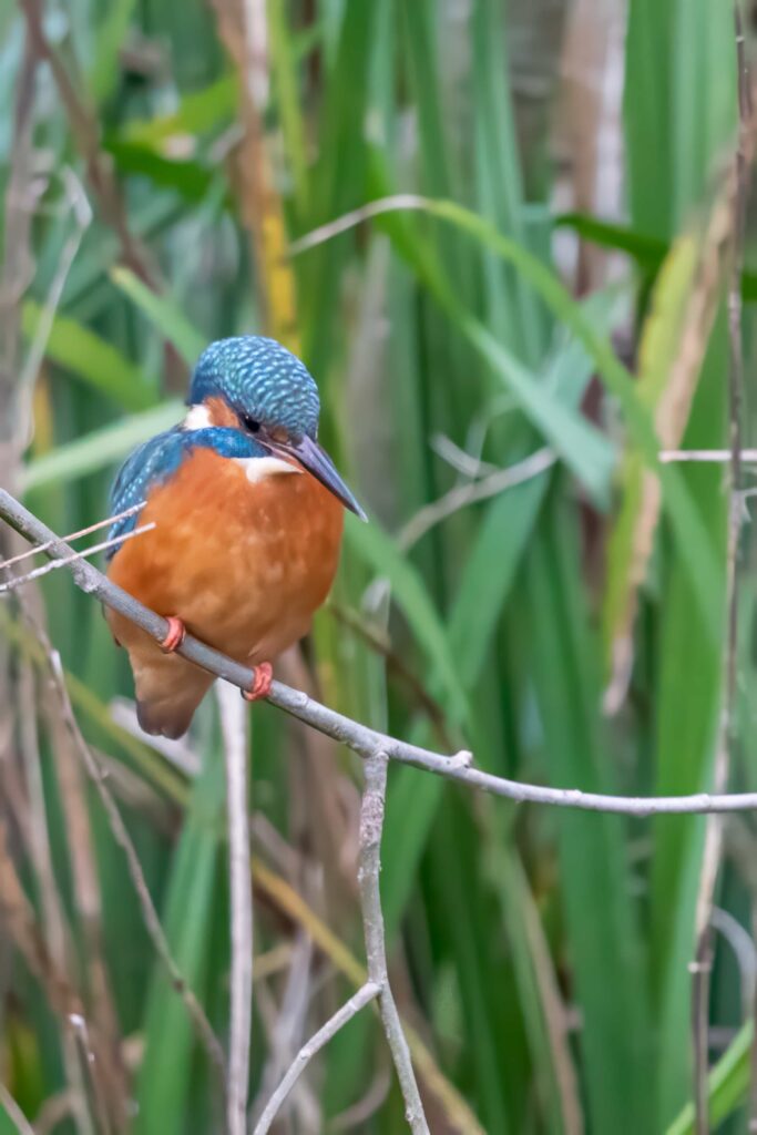 Rare sight of a vivid blue kingfisher at a bustling Cornish boating lake stuns onlookers, as a photographer captures the shy bird just metres away from crowds
