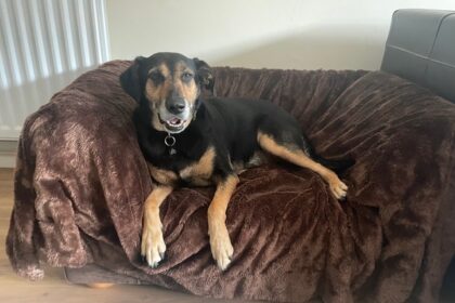 Britain's loneliest dog Demi, a Romanian rescue crossbreed, has spent nearly five years at PACT sanctuary near Norwich since 2021, still searching for a patient owner and quiet home.