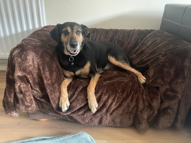 Britain's loneliest dog Demi, a Romanian rescue crossbreed, has spent nearly five years at PACT sanctuary near Norwich since 2021, still searching for a patient owner and quiet home.