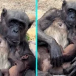 Colchester Zoo celebrates first chimpanzee birth in 17 years - endangered newborn doing well with first-time mum Kora and dad Napoleon who arrived from Spain.