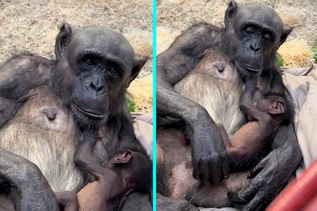 Colchester Zoo celebrates first chimpanzee birth in 17 years - endangered newborn doing well with first-time mum Kora and dad Napoleon who arrived from Spain.
