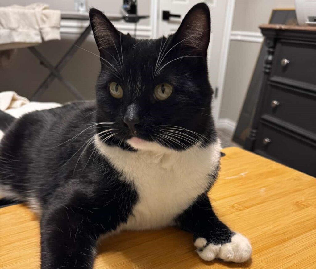 Cheeky cat Bruce caught hitching ride on estate agent's car roof in Mantua, Utah. The polydactyl moggy was escorted home after neighbors flagged down driver.
