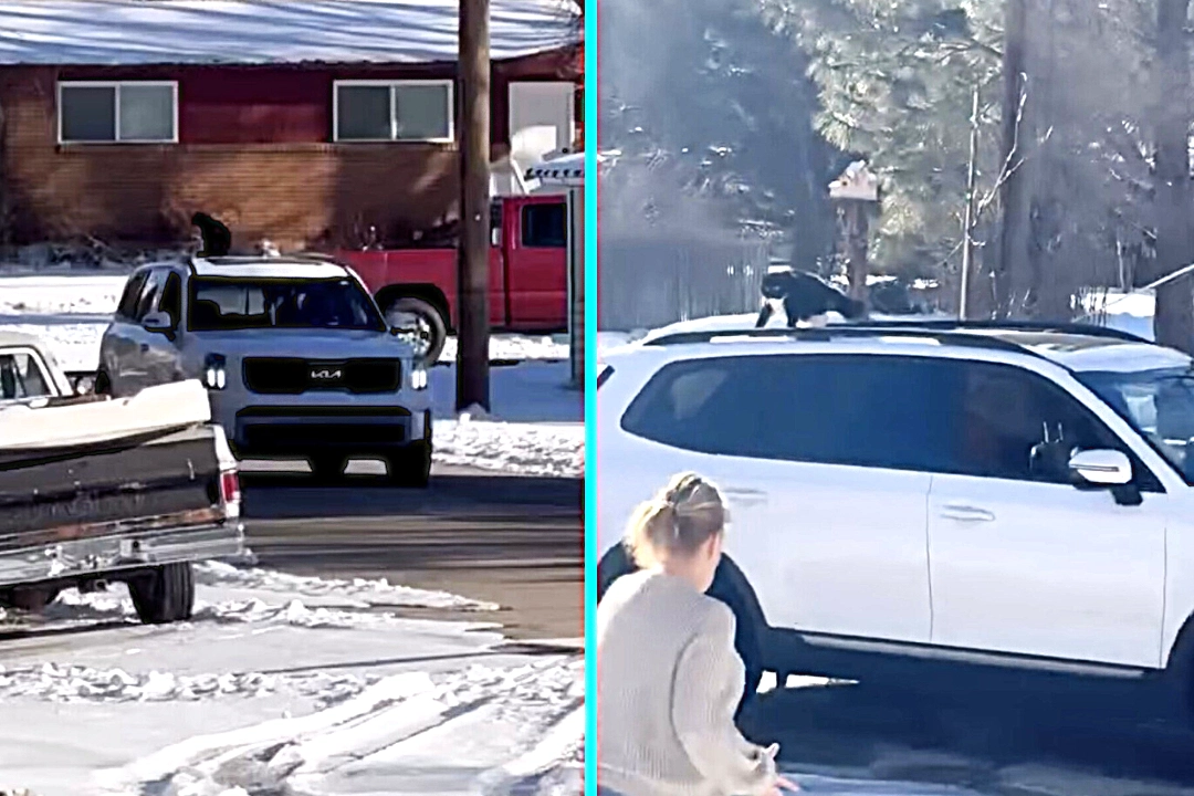 Cheeky cat Bruce caught hitching ride on estate agent's car roof in Mantua, Utah. The polydactyl moggy was escorted home after neighbors flagged down driver.