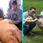 Couple rescue starving pig from death and turn vegetarian - now treat 1,300lb Hampton like their son, spent $15,000 on hospital bills after arthritis diagnosis.