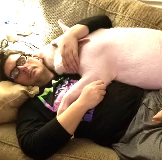 Couple rescue starving pig from death and turn vegetarian - now treat 1,300lb Hampton like their son, spent $15,000 on hospital bills after arthritis diagnosis.