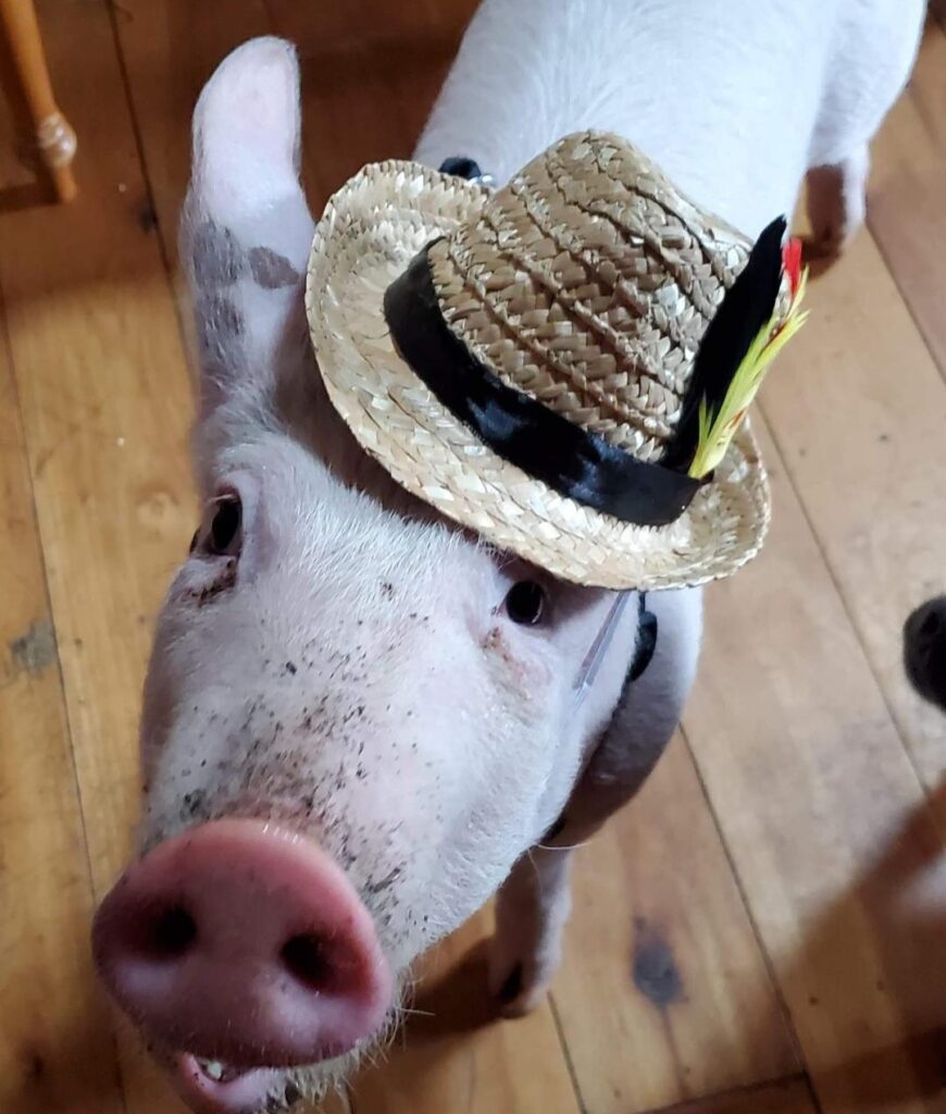 Couple rescue starving pig from death and turn vegetarian - now treat 1,300lb Hampton like their son, spent $15,000 on hospital bills after arthritis diagnosis.