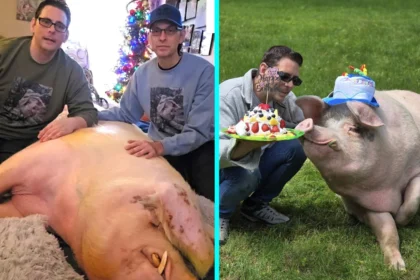 Couple rescue starving pig from death and turn vegetarian - now treat 1,300lb Hampton like their son, spent $15,000 on hospital bills after arthritis diagnosis.