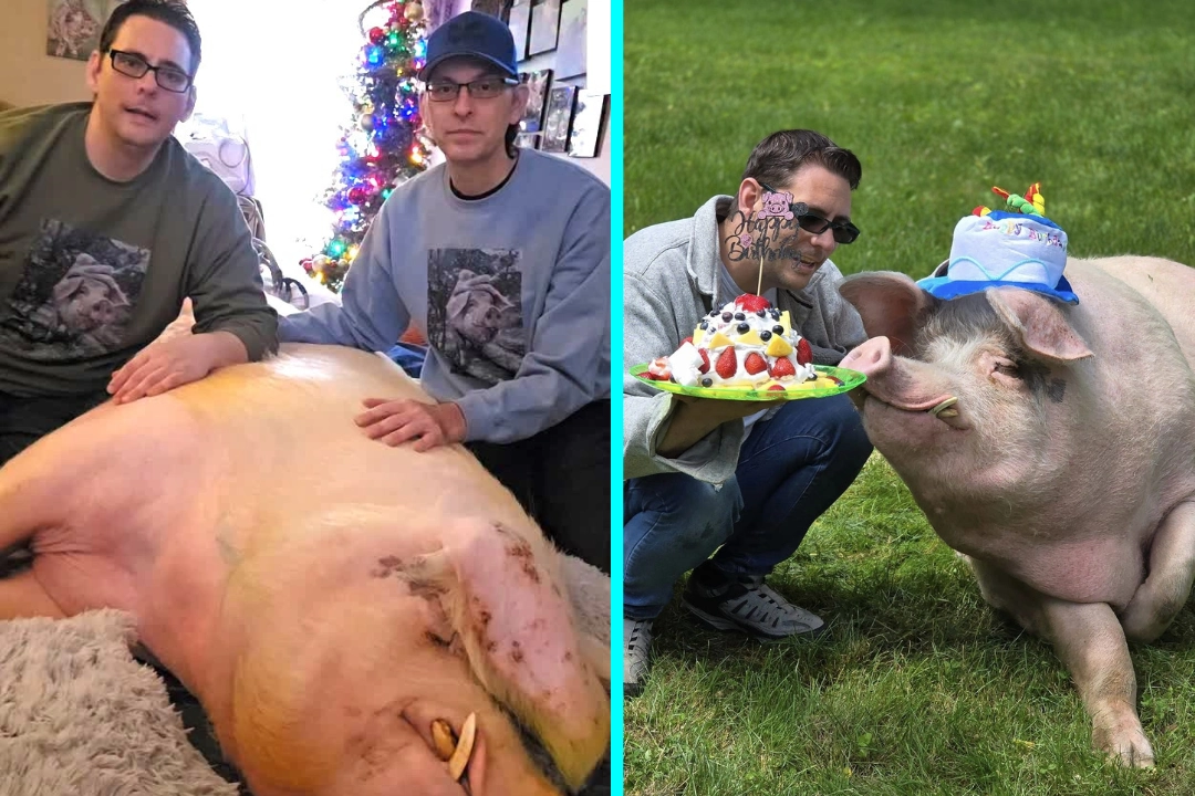 Couple rescue starving pig from death and turn vegetarian - now treat 1,300lb Hampton like their son, spent $15,000 on hospital bills after arthritis diagnosis.