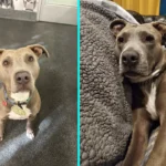 After 800 days overlooked in a shelter, sweet pit bull mix Cali finally finds her forever home, leaving staff in tears as she begins a new life filled with love