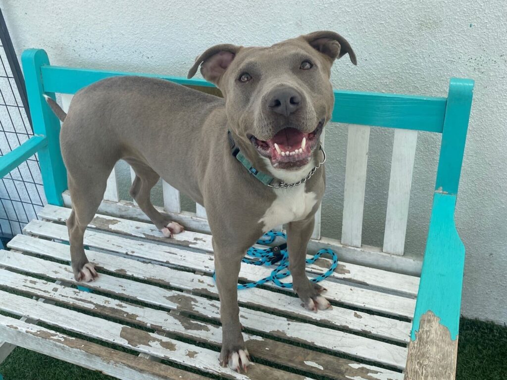 After 800 days overlooked in a shelter, sweet pit bull mix Cali finally finds her forever home, leaving staff in tears as she begins a new life filled with love